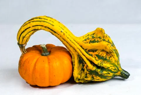 Two Colorful Pumpkins Stock Photos