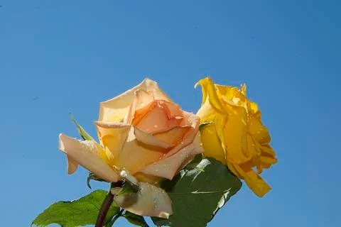 Two colorful rises Stock Photos