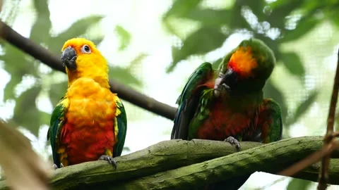 Two colorful sun conure parrots perched on tree branch preening feathers in.. 動画素材 333030441