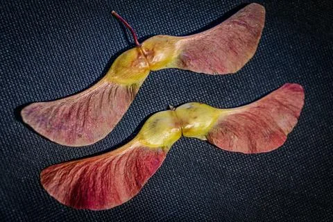 Two colorful winged maple seeds in shades of pink. 库存照片