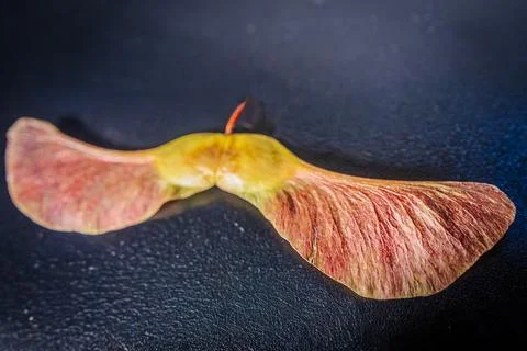 Two colorful winged maple seeds in shades of pink. 스톡 사진