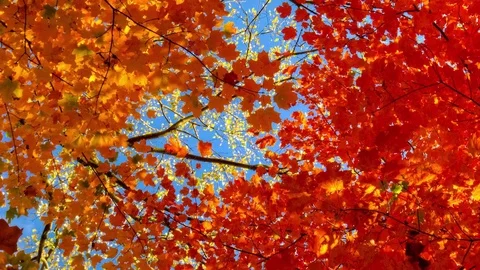 Two colors of autumn maples Stock Footage 81688225