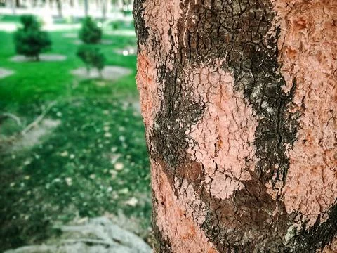 Two Colors Tree 스톡 사진