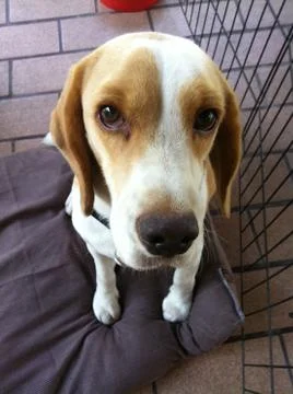 Two coloured Beagle dog Foto stock