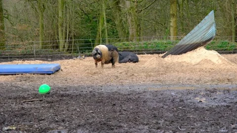 Two coloured black and white pigs enjoying life and relaxing Stock-Footage 237640717