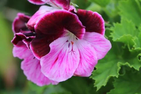 Two-coloured flower of geranium Stock Photos