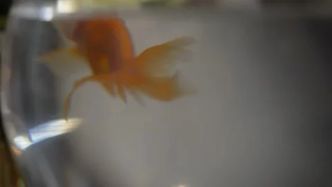 Two coloured small fish swim slowly in a round aquarium. Close up. Video stock 194454382