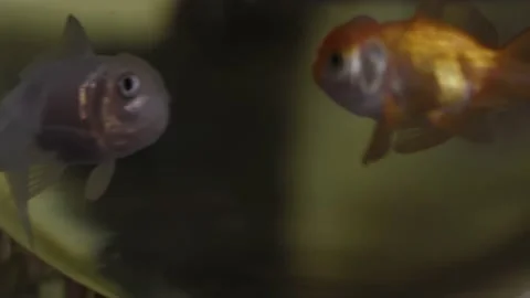 Two coloured small fish swim slowly in a round aquarium. Close up. Stock Footage 194454402