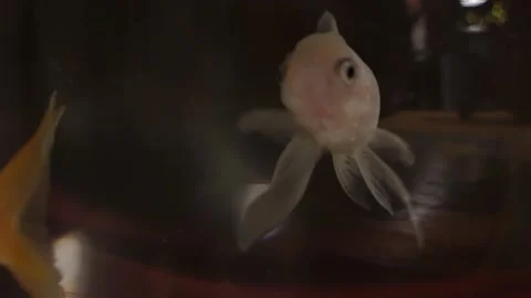 Two coloured small fish swim slowly in a round aquarium. Close up. Video stock 194454413