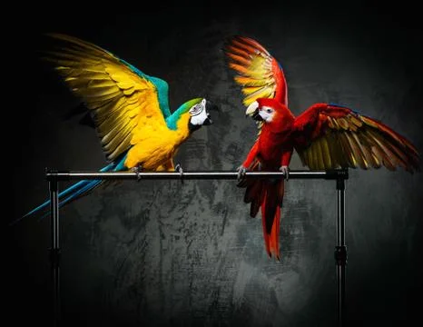 Two colourful parrots fighting Foto stock