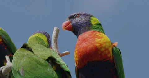 Two Colourful Rainbow Lorikeet Parrots Stock-Footage 329401279