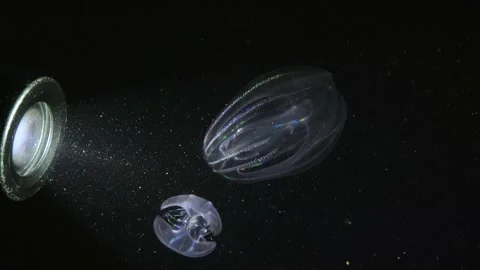 Two Comb Jelly shining Rainbow Colors in Light, Close-Up, (Mnemiopsis leidyi) Stock Footage 231344613
