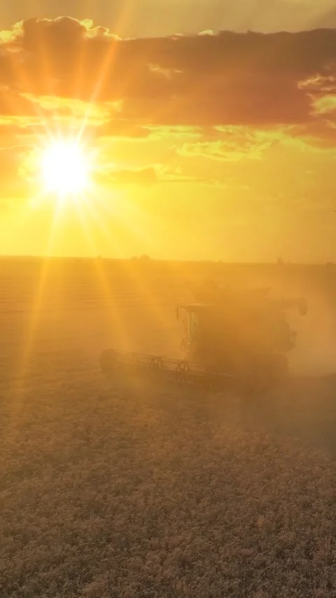 Two combine harvesters working on the wheat field at sunset, drone shot 스톡 동영상 331867745