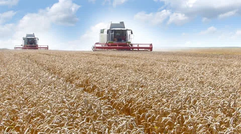 Two combine harvesting wheat Stock Footage 25859018