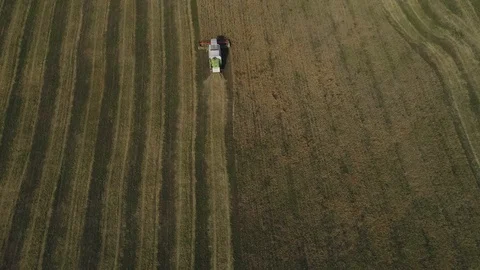 Two combines harvest in the field Stock Footage 96038324