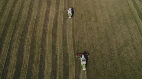 Two combines harvest in the field Stock Footage 96039108