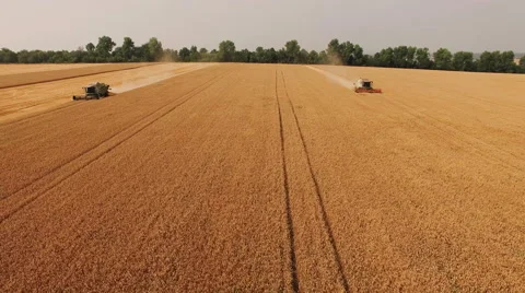Two combines harvesting wheat field, aerial view. 4k 스톡 동영상 65421202