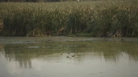 Two combo clip of birds floating on water Stock Footage 52011937