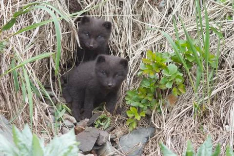 Two Commanders blue arctic fox puppies that look out of the hole in the coast Stock Photos