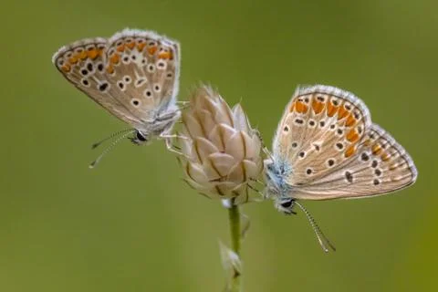 Two Common blue butterfly Foto stock