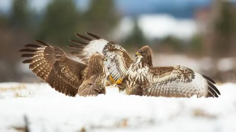 Two common buzzard fighting on snow in winter nature. Stock Photos