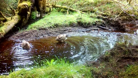 Two Common Buzzards Bathing Together in Scottish Burn, Isle of Skye Stock Footage 337707935