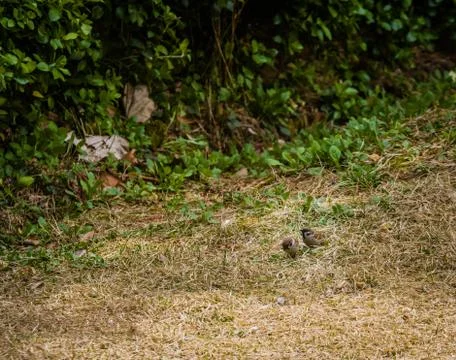 Two common chaffinch on ground Stock Photos