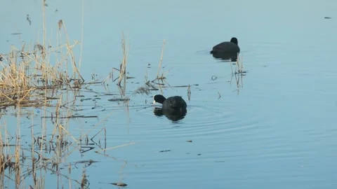 Two common coot - Fulica atra - swim in the water among the reeds on a sunny day Stock Footage 157292698
