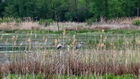 Two common cranes close up standing quietly in a natural reed marsh Video stock 334344557