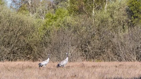 Two Common Cranes, Grus grus, in a swedish marshland Stock Photos