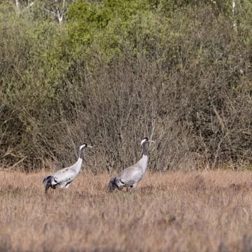 Two Common Cranes, Grus grus, in a swedish swamp Stock Photos