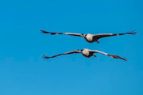 Two Common cranes grus grus flying in front of blue sky parallel migrating bird 库存照片