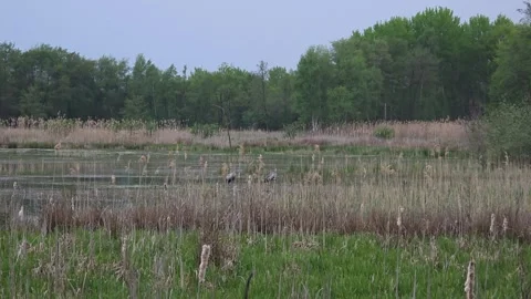 Two common cranes standing quietly in a natural reed marsh Video stock 334344552
