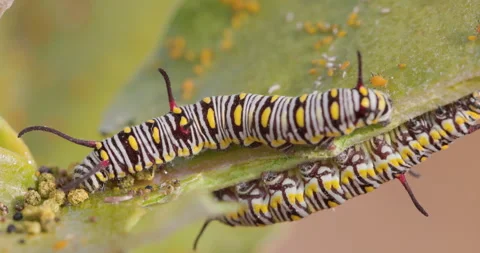 Two Common crow caterpillars feeding together Stock Footage 340330468