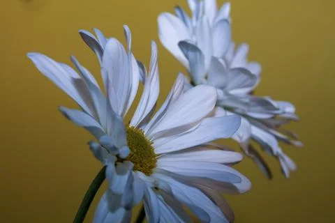 Two Common Daisies Stock Photos