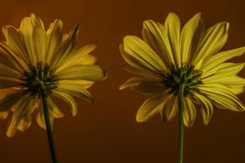 Two Common Daisies 库存照片