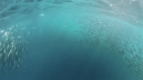 Two Common Dolphins Hunting a Sardine Bait Ball During the Sardine Run Stock Footage 341615455
