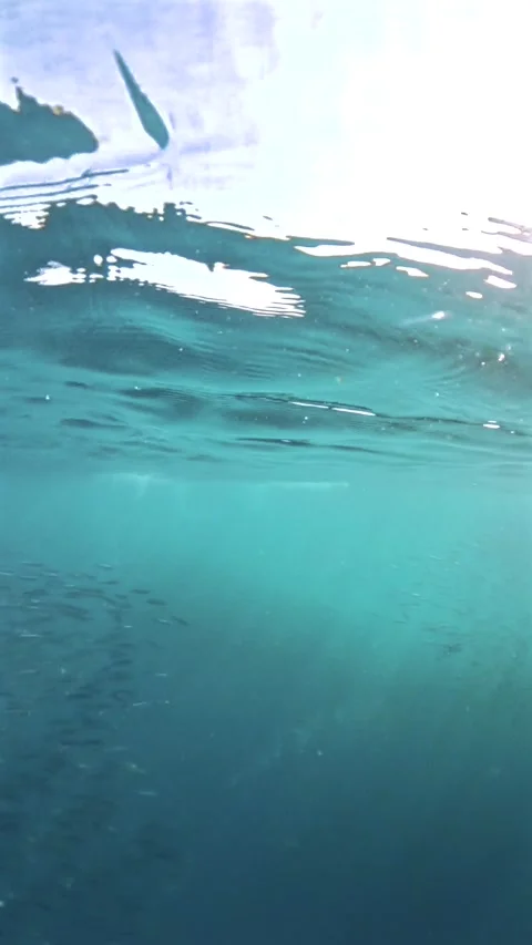 Two Common Dolphins Hunting a Sardine Bait Ball During the Sardine Run.vertic Stock Footage 341615488
