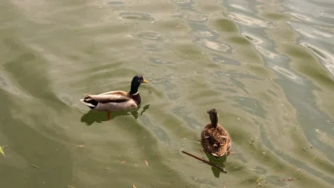 Two common ducks swimming by river of green waters Stock Footage 184507463