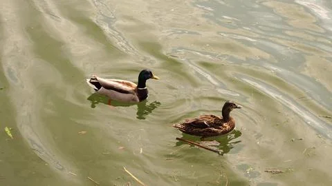 Two common ducks swimming by river of green waters Stock Photos