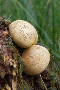 Two Common earthballs, vertical Stock Photos