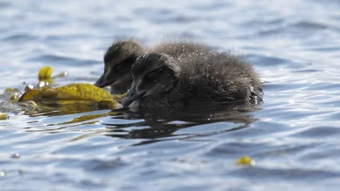 Two Common Eider Ducklings Sleeping While Floating in Icelandic Coastal Waters Stock Footage 339636240