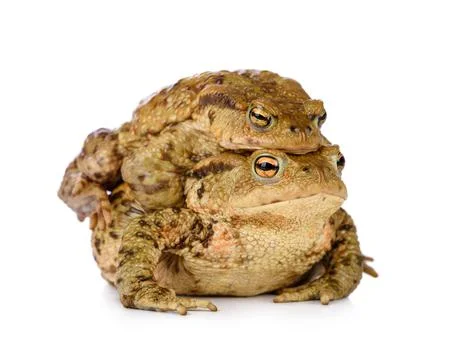 Two common forest toads mating in spring, isolated on white background. 스톡 사진