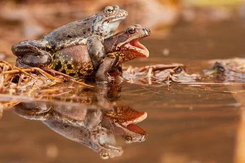Two common frog mating in pond in springtime nature Stockfoto's