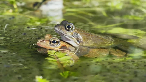 Two common frogs, the grayish male sits on a brownish female Stock Footage 217845797