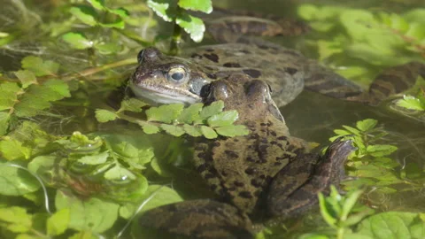 Two common frogs , it is very interesting to see how they cover their eyes Stock Footage 217851398