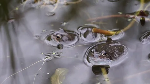 Two common frogs sitting in a pond, one with a smiling face and croaking Stock Footage 95197886
