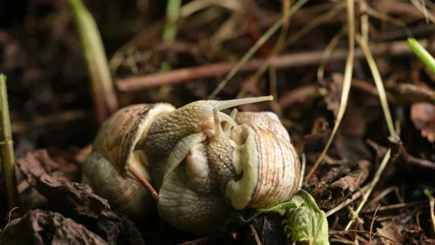 Two Common Garden Snails Mating Stock Footage 234133717