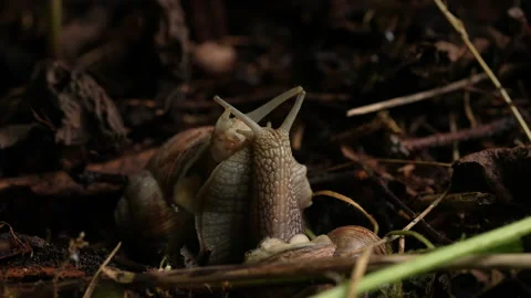 Two Common Garden Snails Mating Video stock 234133978