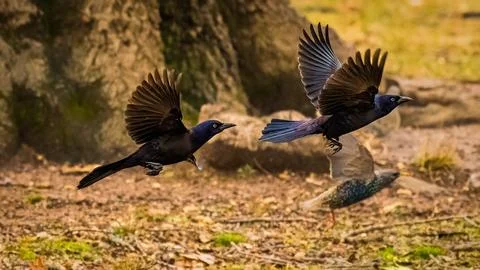 Two Common Grackles and One Common Starling Foto stock